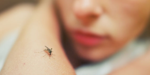 Demam Berdarah Dengue: Gejala, dan Cara Mengatasinya